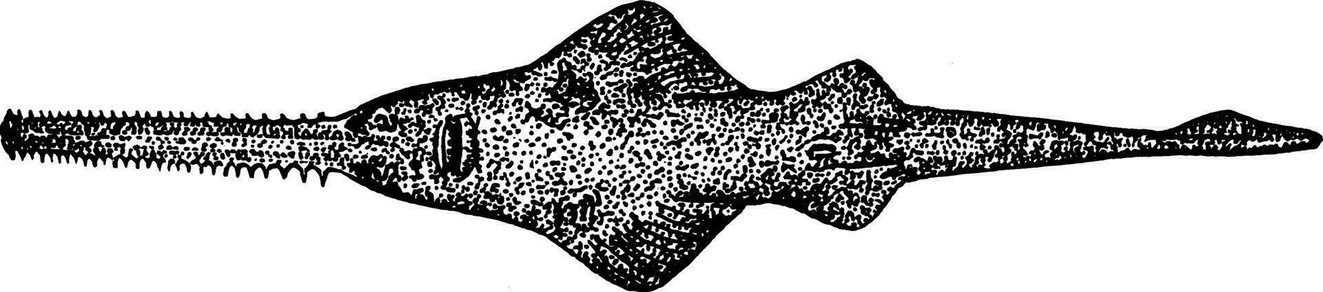 se från under sågfisk, årgång illustration. vektor