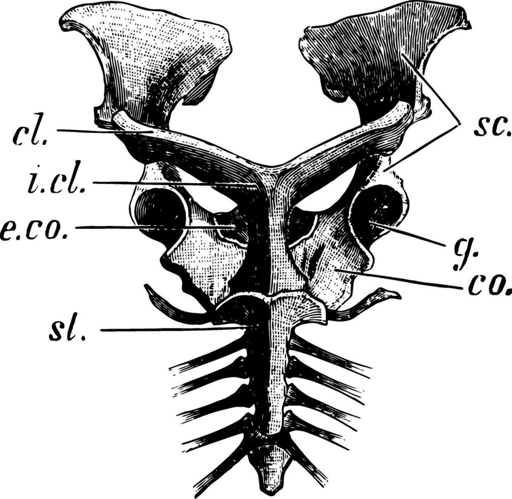 echidna bröst- gördel, årgång illustration vektor