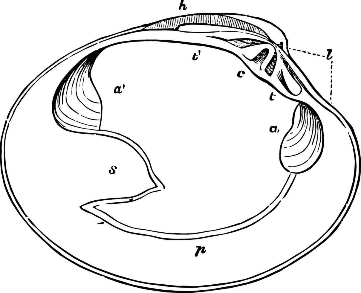 Muschelschale, Jahrgang Illustration. vektor