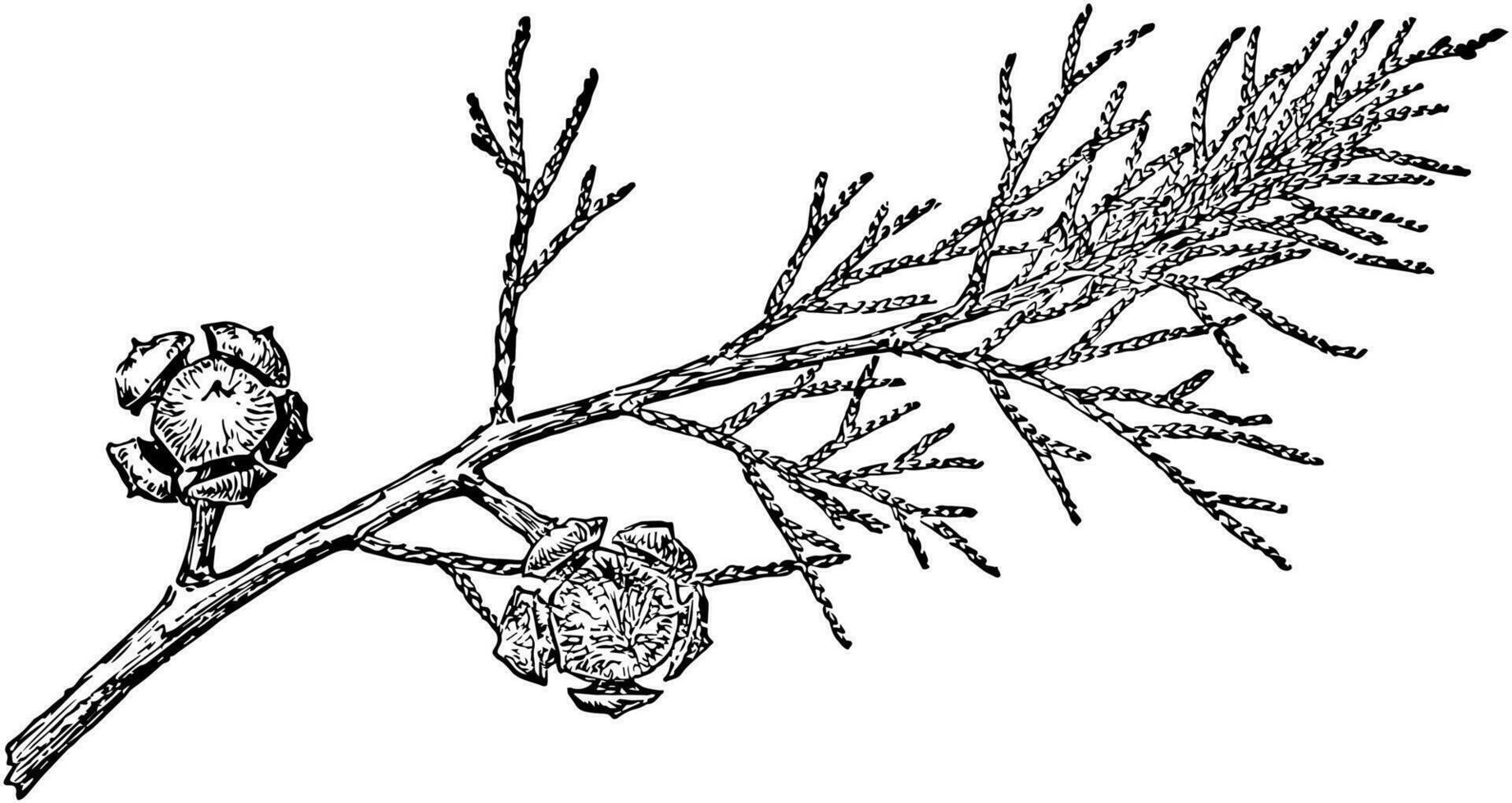 gren av arizona cypress årgång illustration. vektor