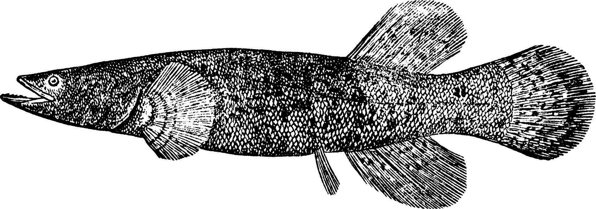 alaskan svartfisk, årgång illustration. vektor