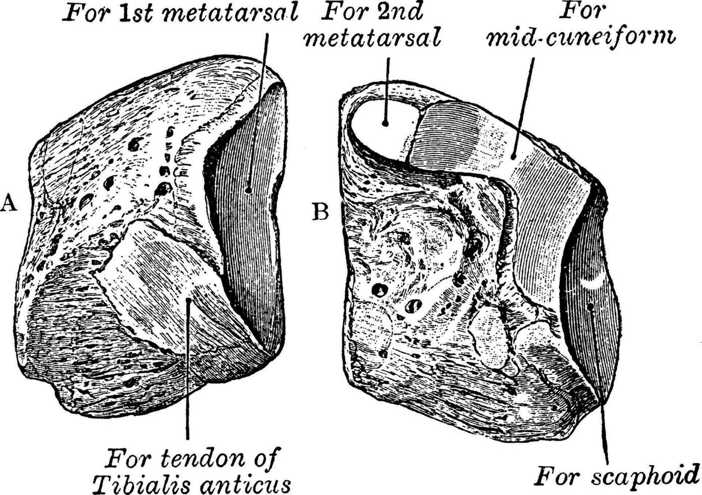 Keilschrift, Jahrgang Illustration. vektor