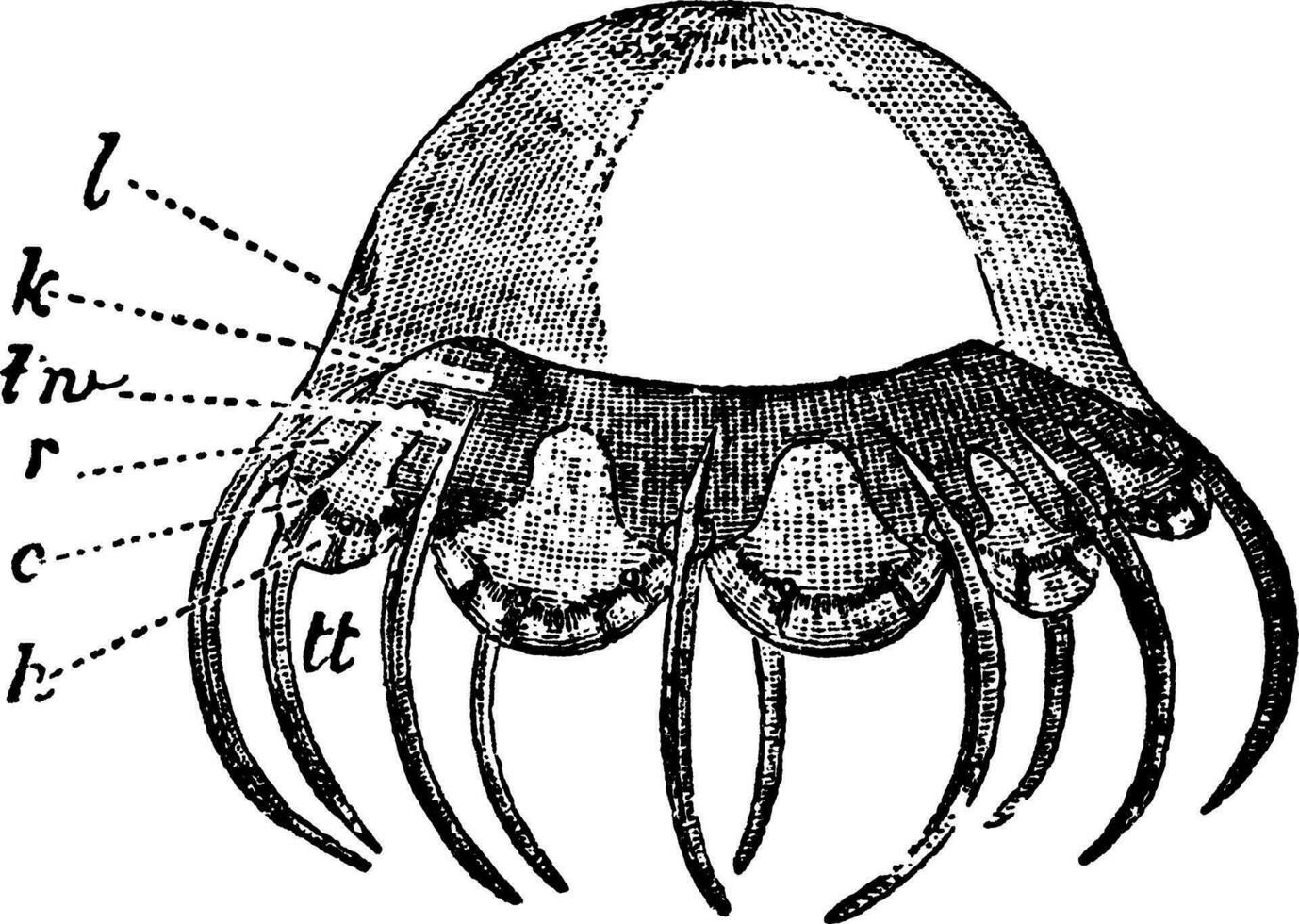 cunina rhododactyla, årgång illustration. vektor