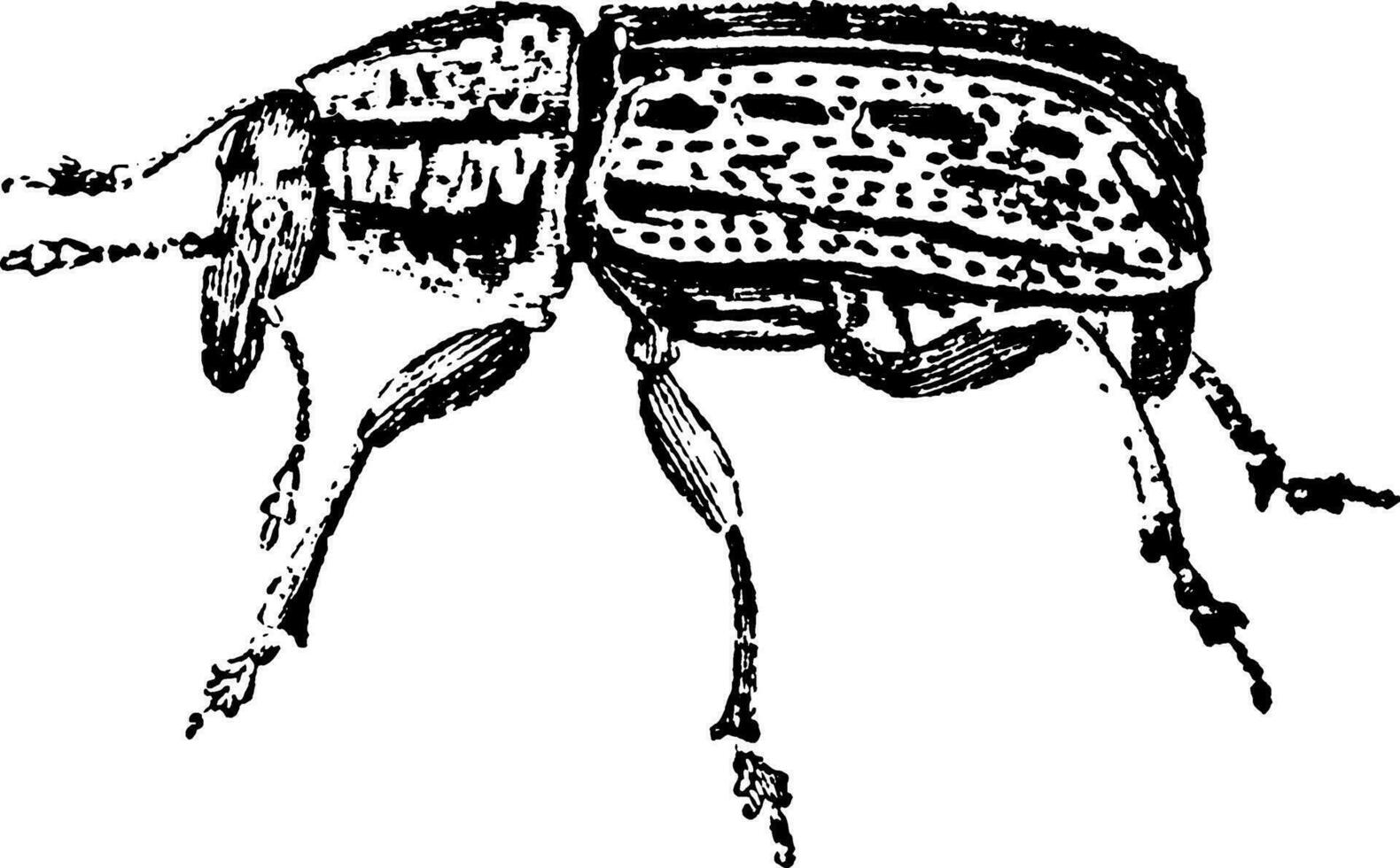 anthribus latirostris, årgång illustration. vektor