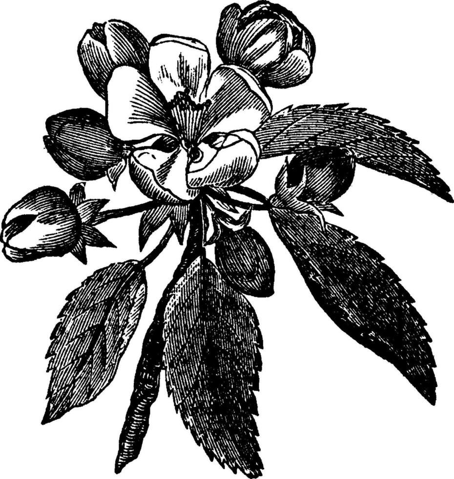 Apfelblüte Jahrgang Illustration. vektor