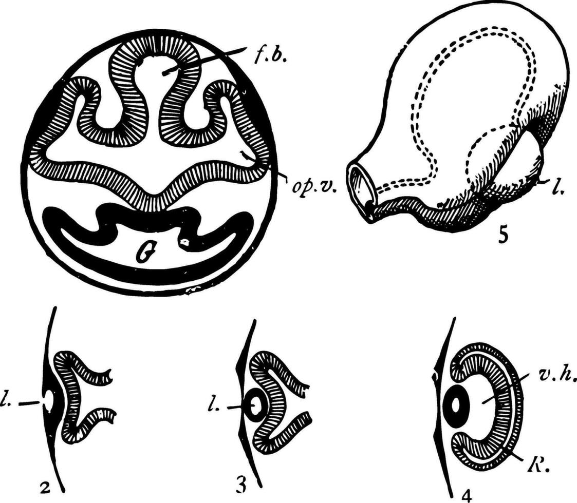 Auge Entwicklung, Jahrgang Illustration. vektor