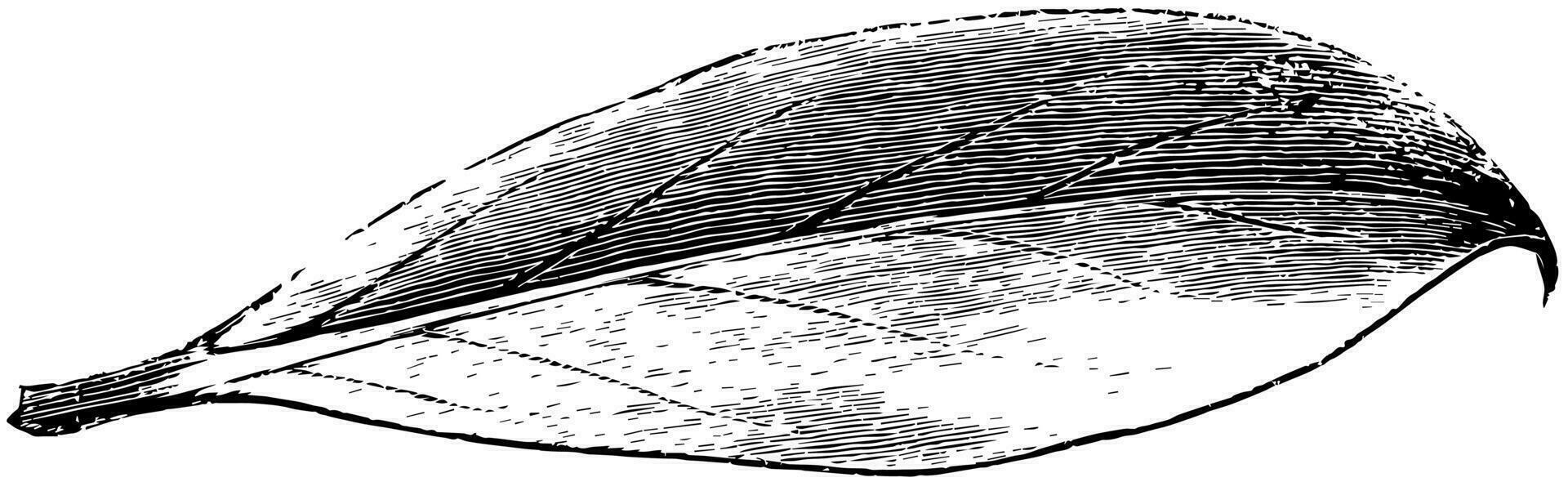 Blatt von Ilex Aquifolium Bessonia Jahrgang Illustration. vektor