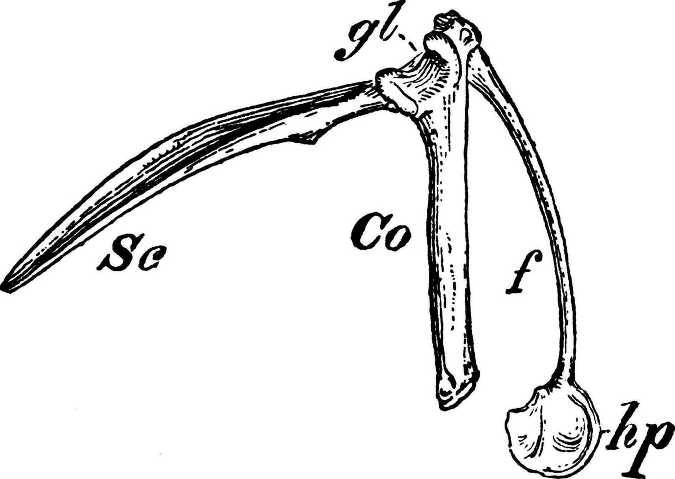 Vogel Schulterblatt, Jahrgang Illustration. vektor