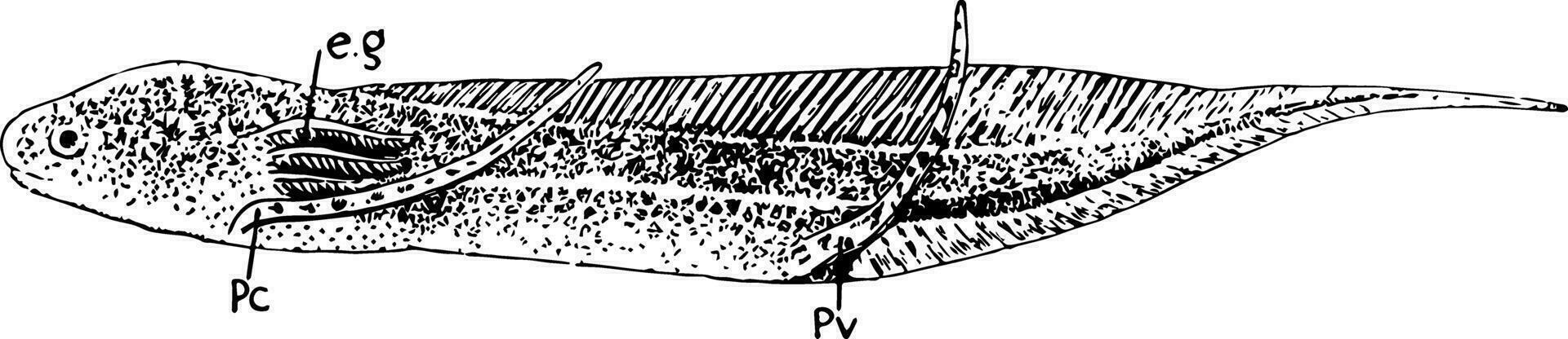 afrikansk lungfisk larv, årgång illustration. vektor