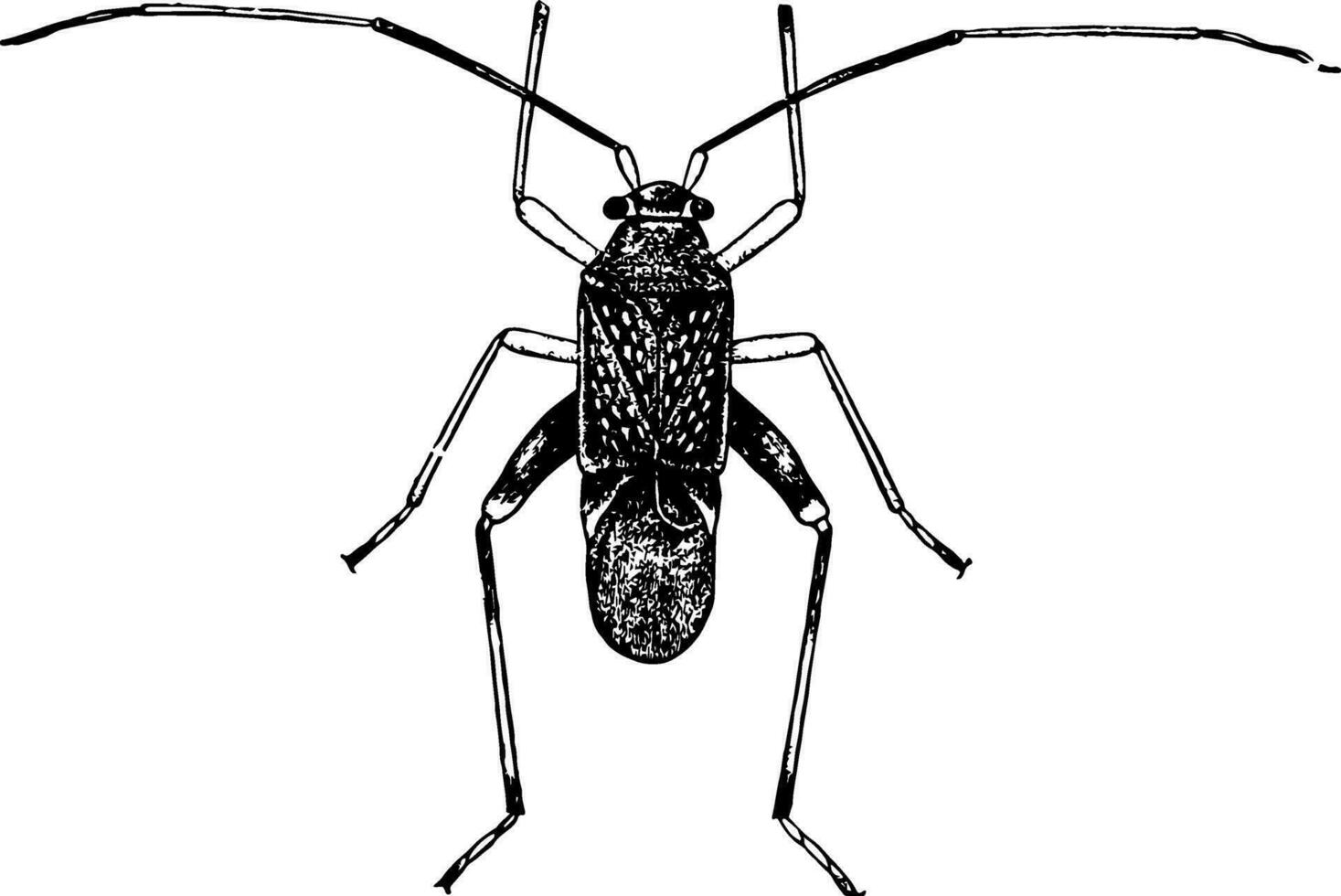 manlig växt insekt, årgång illustration. vektor