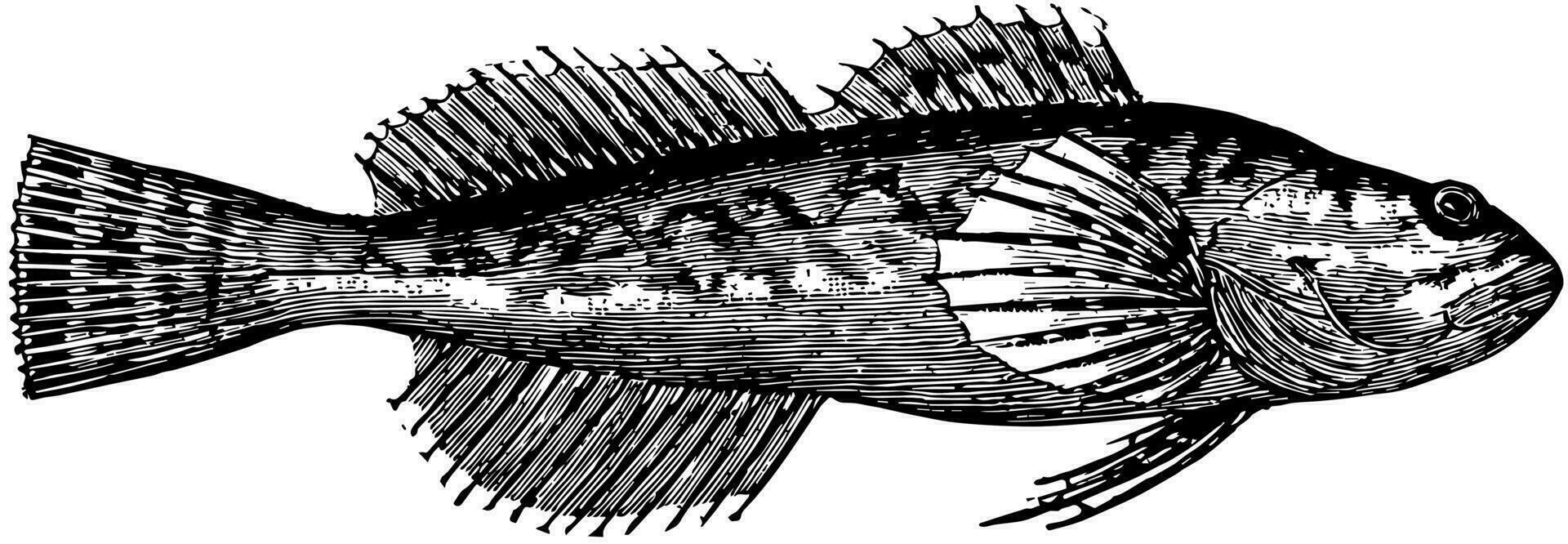 europeisk simpa, årgång illustration. vektor