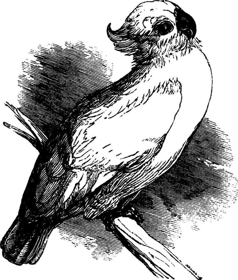 gul naken kakadua, årgång illustration. vektor