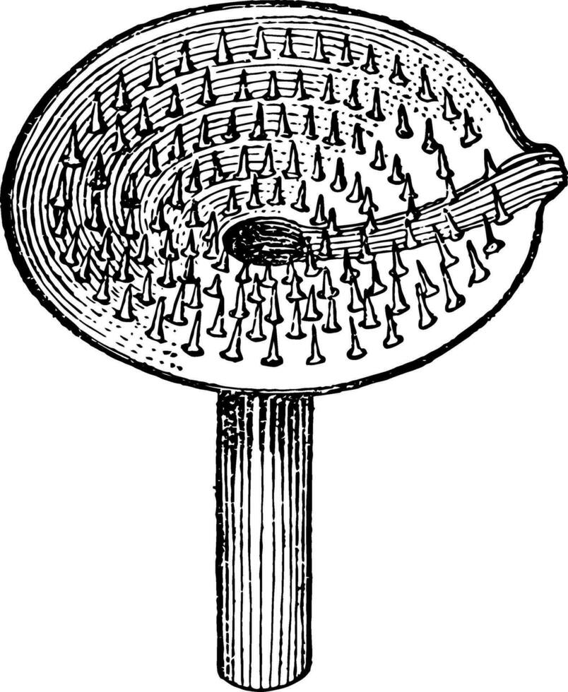 ecuelle en piquer, årgång illustration. vektor