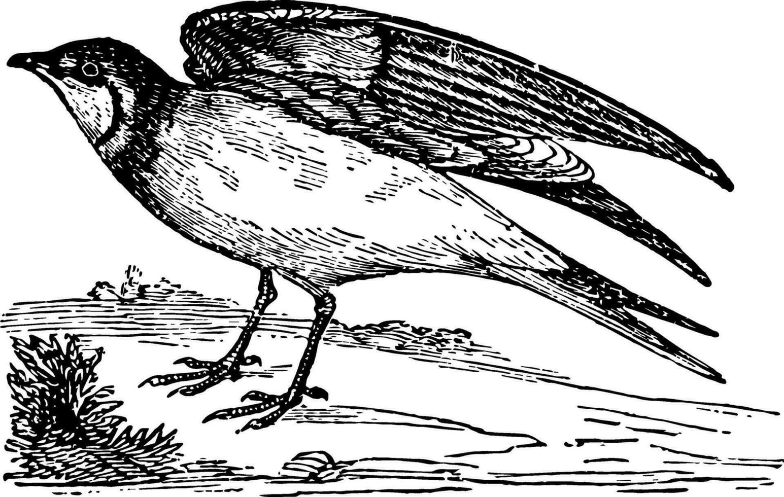 pratincole, årgång illustration. vektor