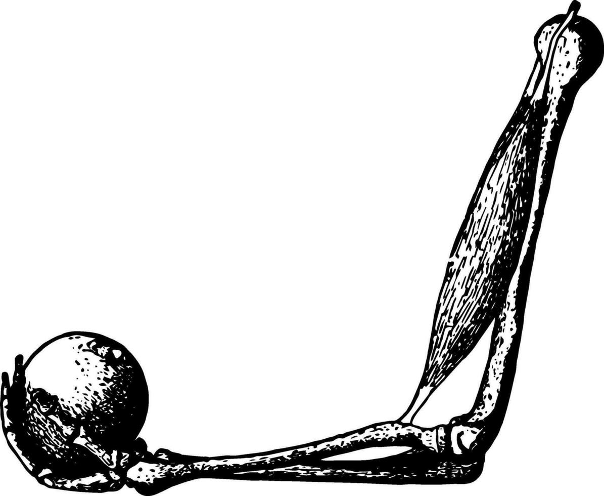 biceps muskel och radie, årgång illustration. vektor