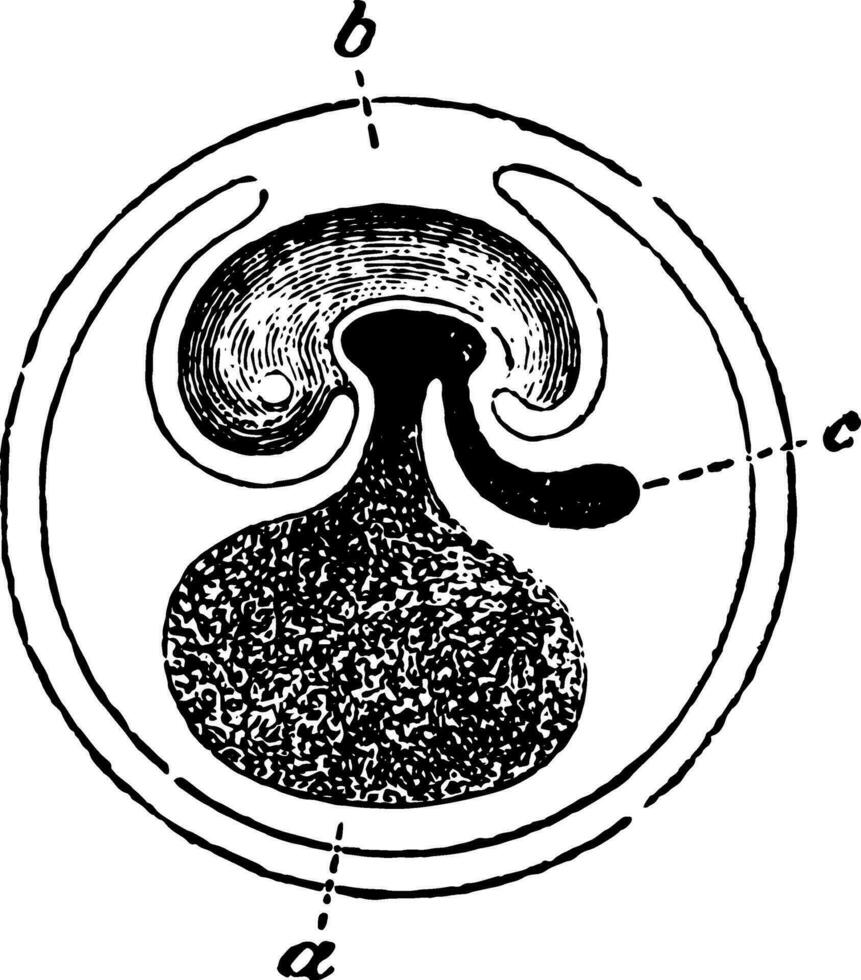 befruktad ägg, årgång illustration. vektor