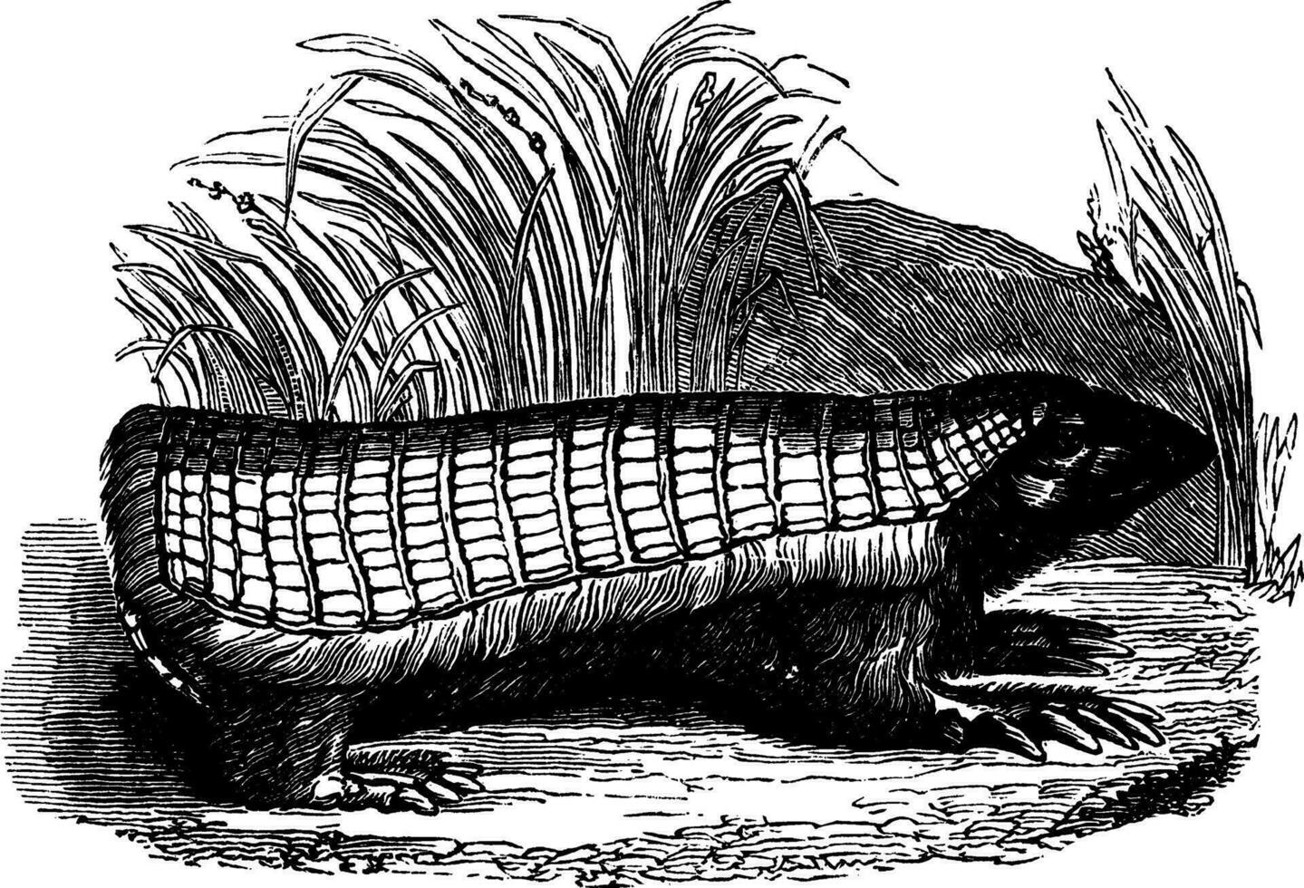 chlamphorus, årgång illustration. vektor