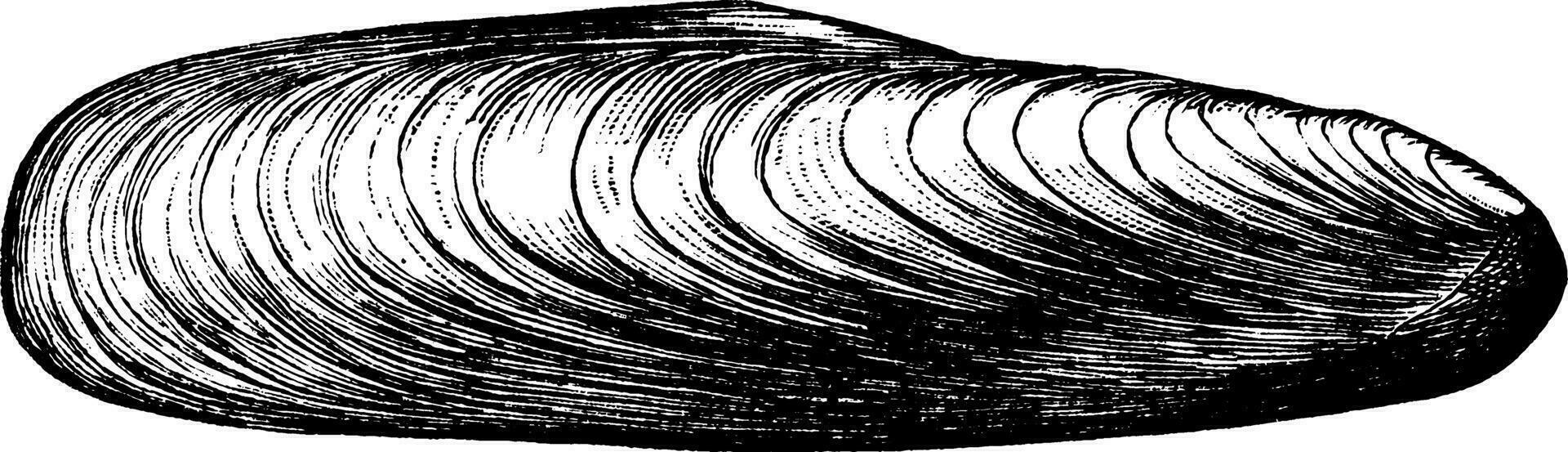 Datum Hülse, Jahrgang Illustration. vektor