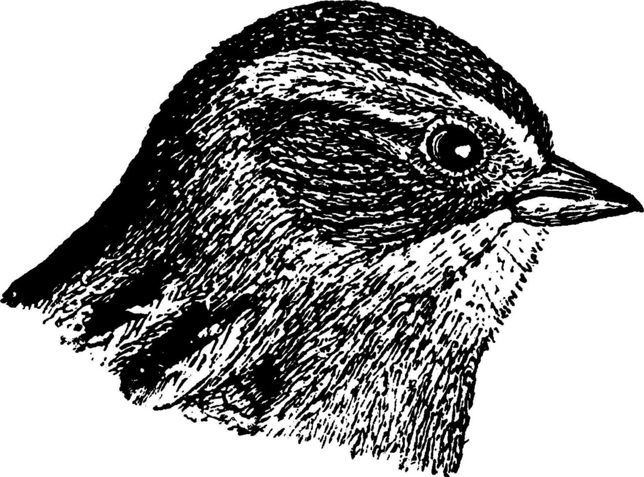 Sumpf Spatz, Jahrgang Illustration. vektor