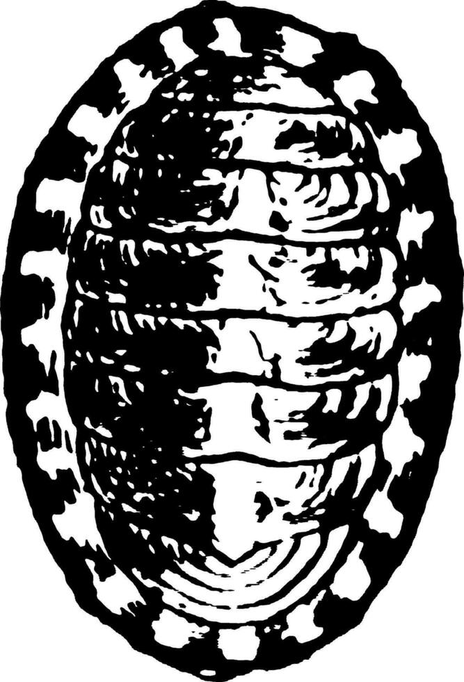 Chiton, Jahrgang Illustration. vektor