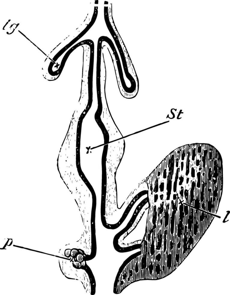 matsmältnings tarmkanalen av en brud, årgång illustration. vektor