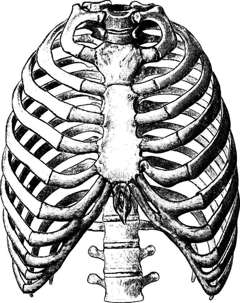 Vorderseite Aussicht von Thorax, Jahrgang Illustration. vektor