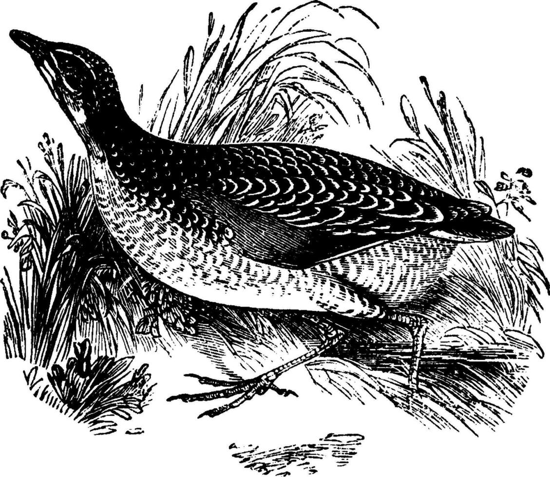 majs crake, årgång illustration. vektor