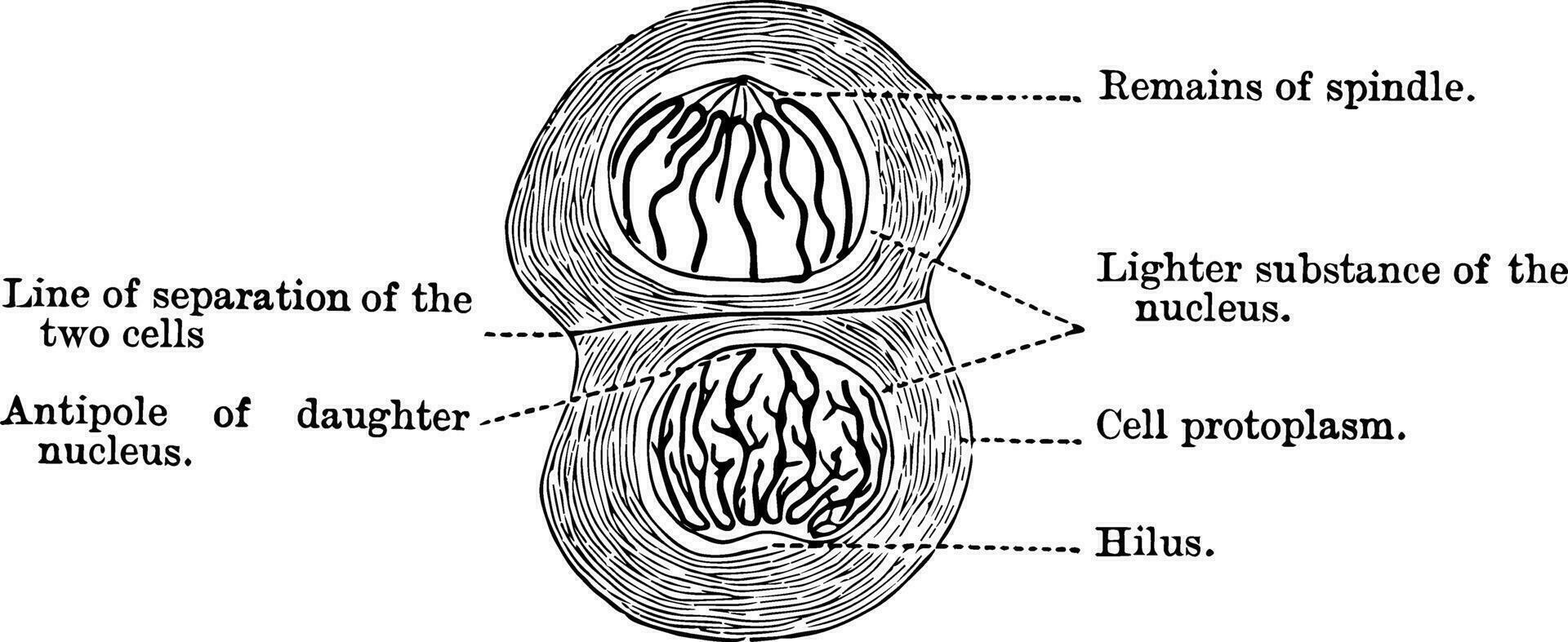 slutlig skede av karyokinesis, årgång illustration vektor