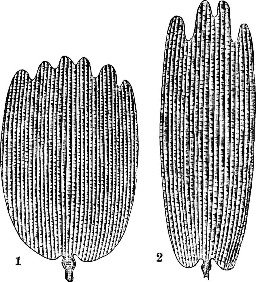 Waage von das Flügel von ein Schmetterling, Jahrgang Illustration. vektor