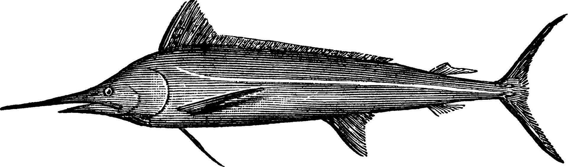 Weiß Marlin ein Segelfisch, Jahrgang Illustration. vektor