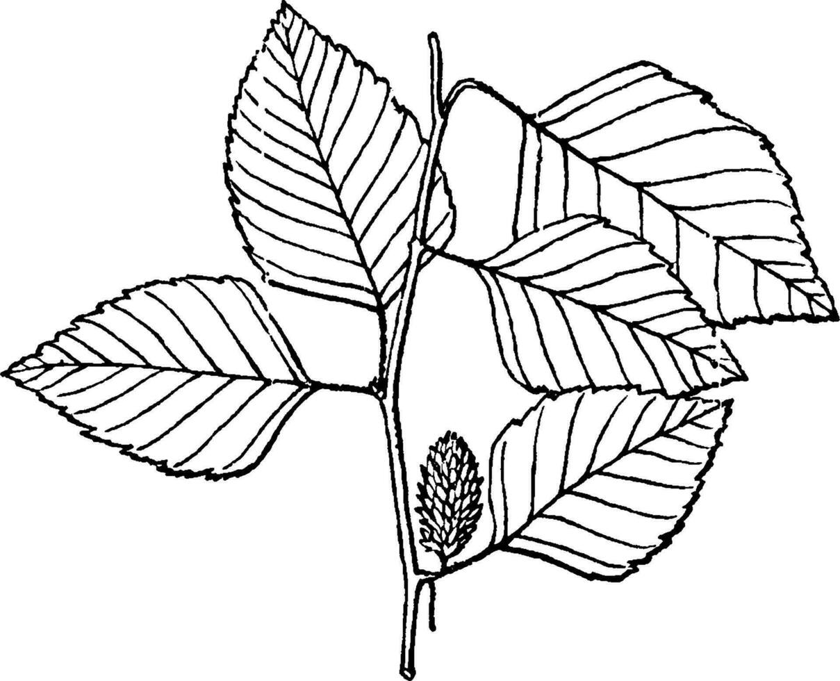 betula årgång illustration. vektor