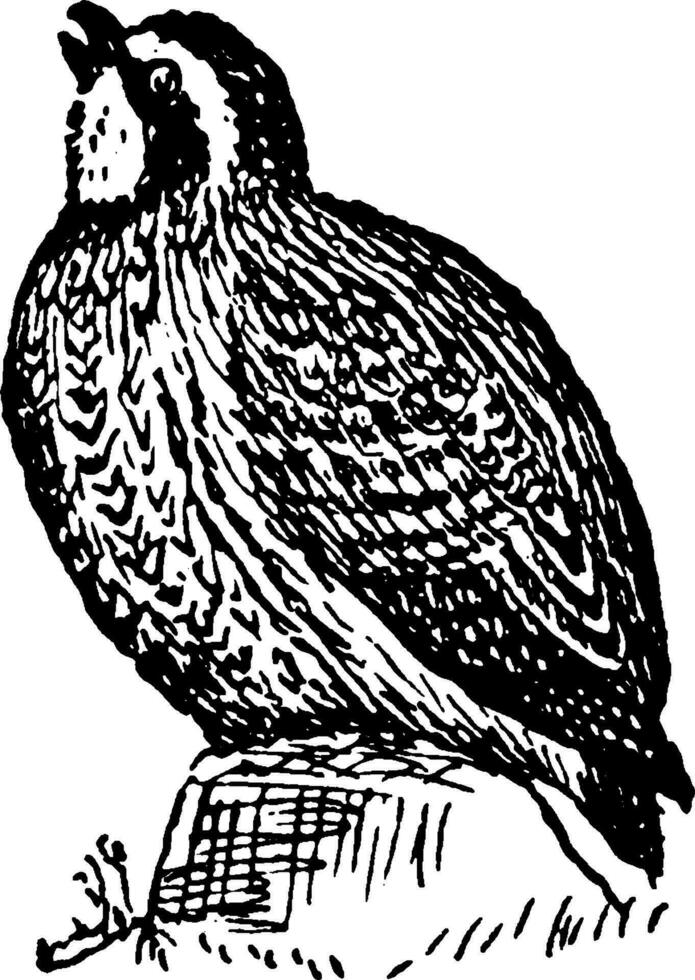 nordlig bobwhite, årgång illustration. vektor