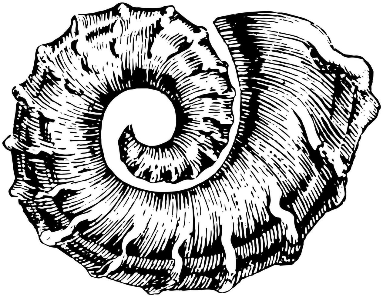 Nautiloid, Jahrgang Illustration. vektor