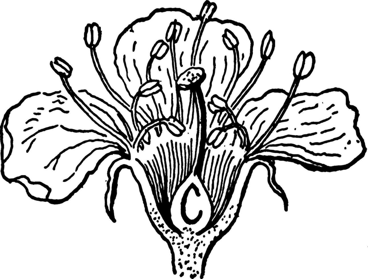 körsbär blomma blomma årgång illustration. vektor