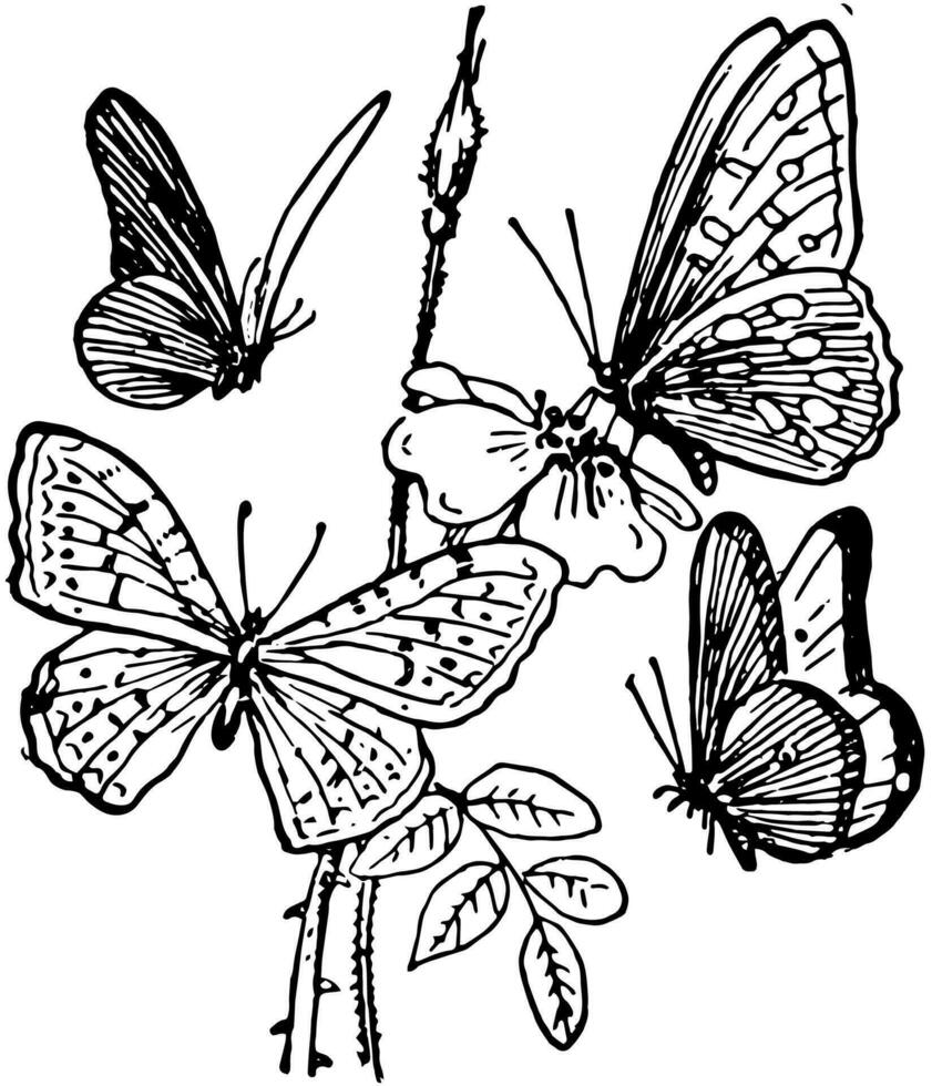 vier Schmetterlinge, Jahrgang Illustration vektor