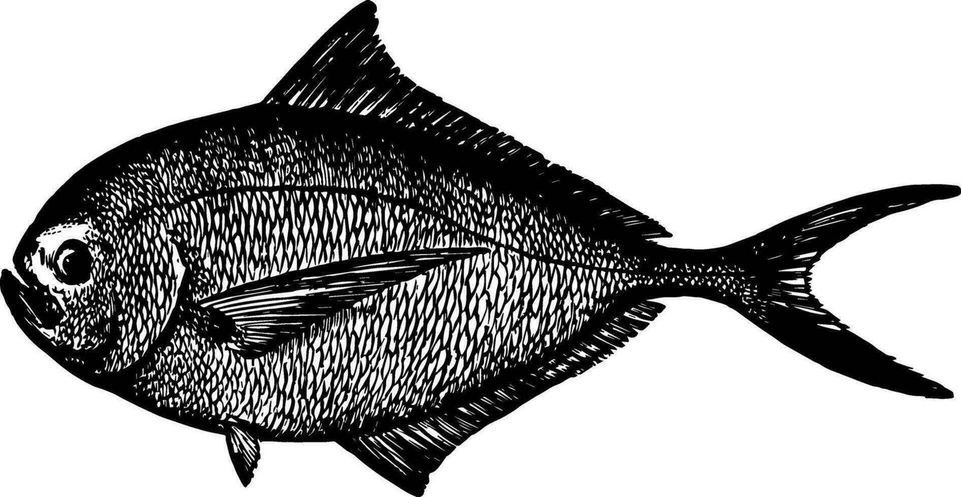 atlanten pomfret årgång illustration. vektor