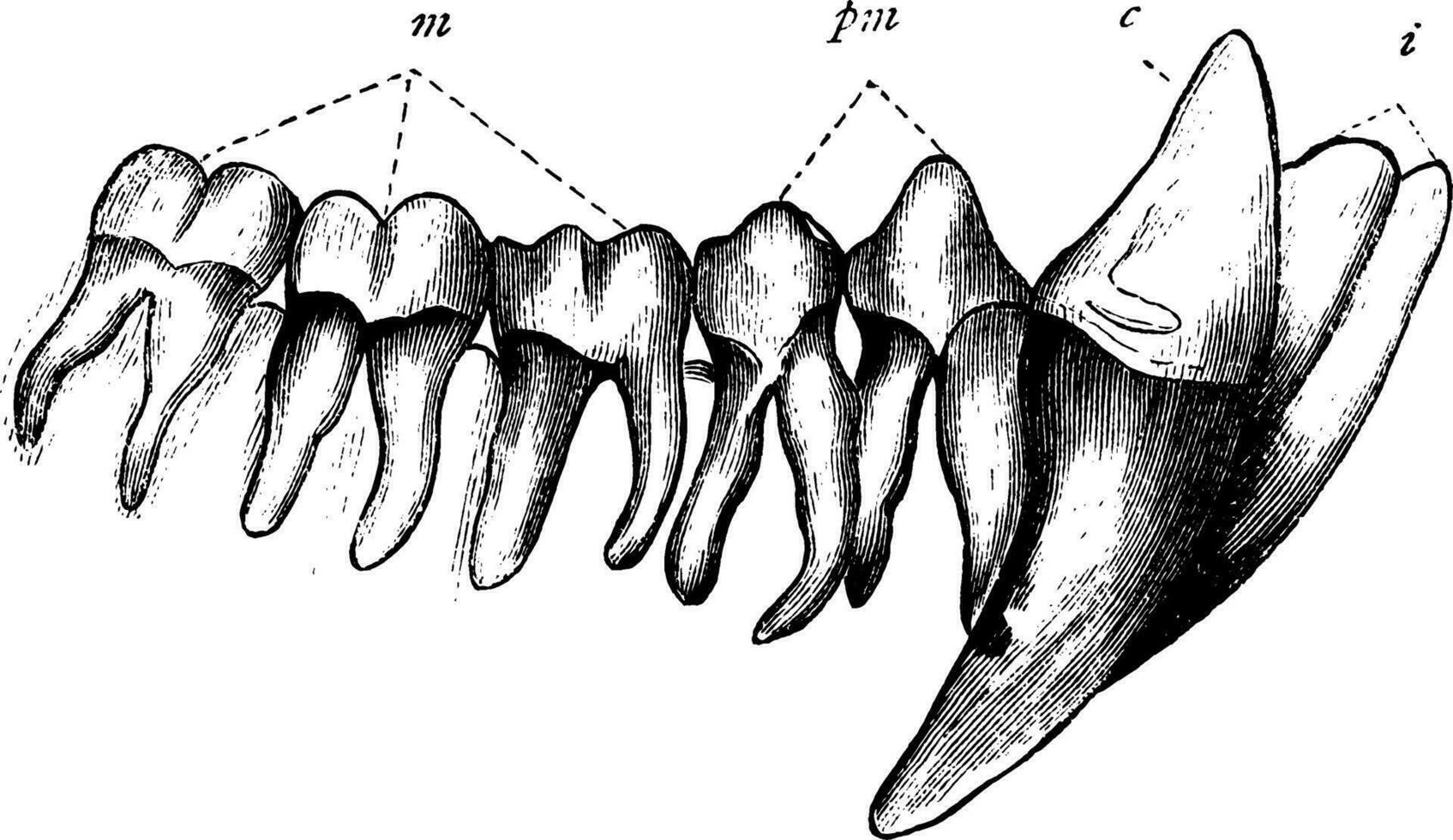 schimpans tänder, årgång illustration. vektor