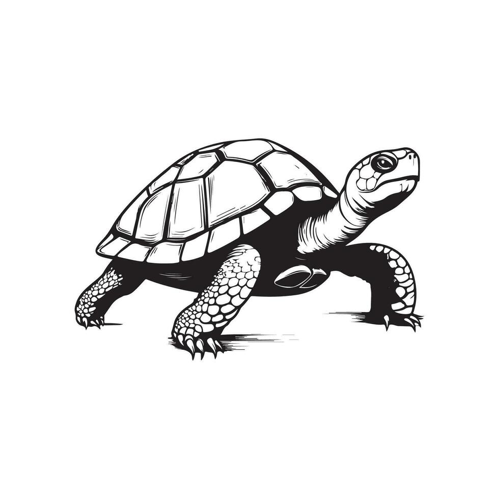 Schildkröte Vektor Bilder