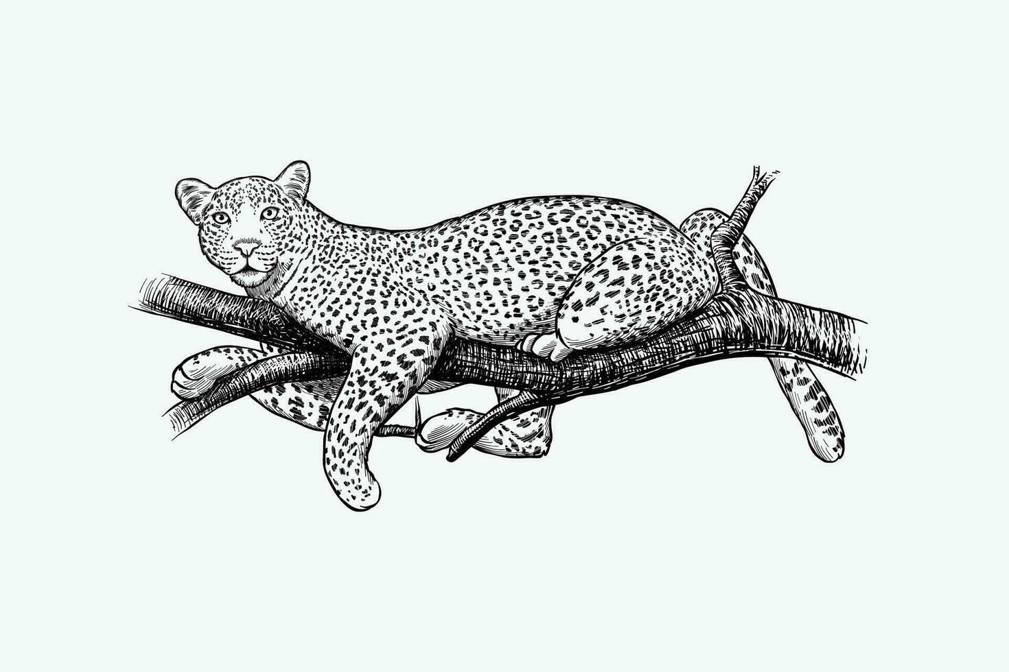 vektor illustration av en leopard avkopplande på en träd gren, svart och vit skiss