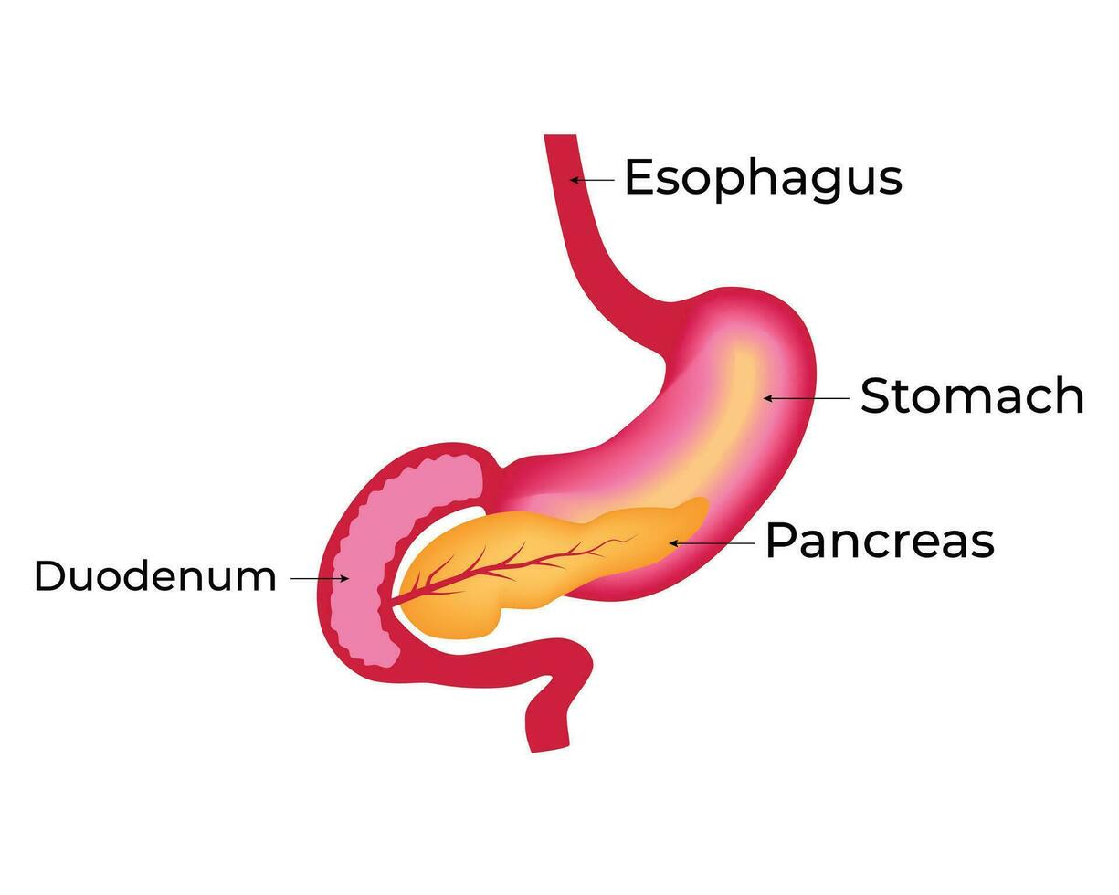 Speiseröhre Bauch Pankreas Wissenschaft Design Vektor Illustration