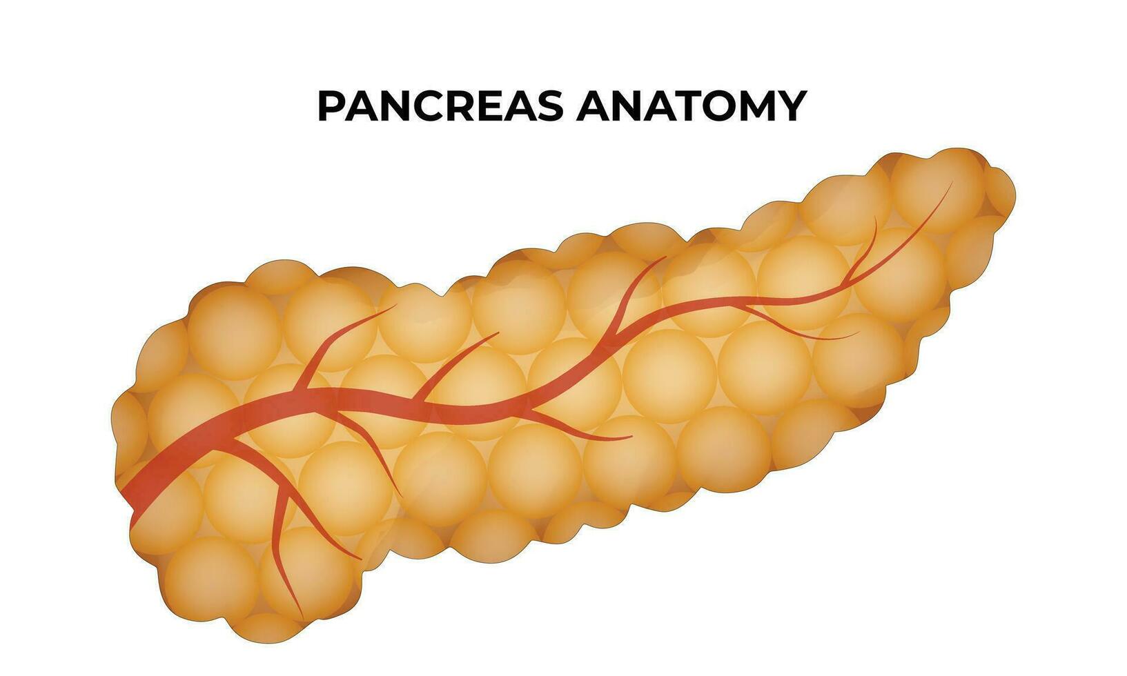 Pankreas Anatomie Wissenschaft Design Vektor Illustration