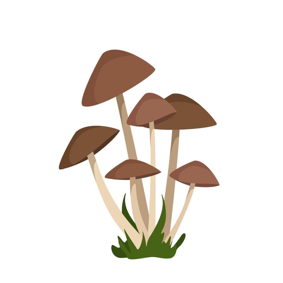Pilze mit braunen Kappen auf dünnen weißen Beinen wachsen in Büscheln im Gras vektor