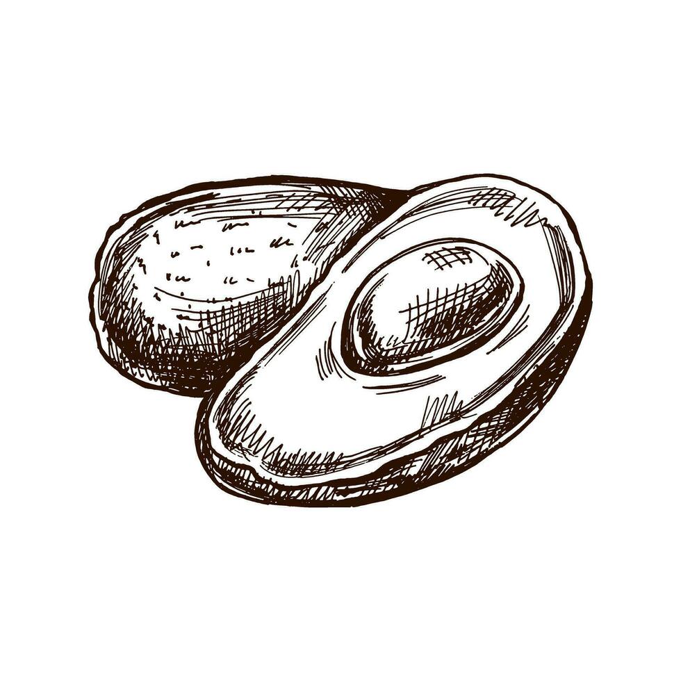 ritad för hand avokado skiss. årgång teckning av mogen avokado och avokado halv. vektor svart bläck översikt mat skiss illustration. mexikansk mat, kök. ett illustration för de meny. latin amerika.
