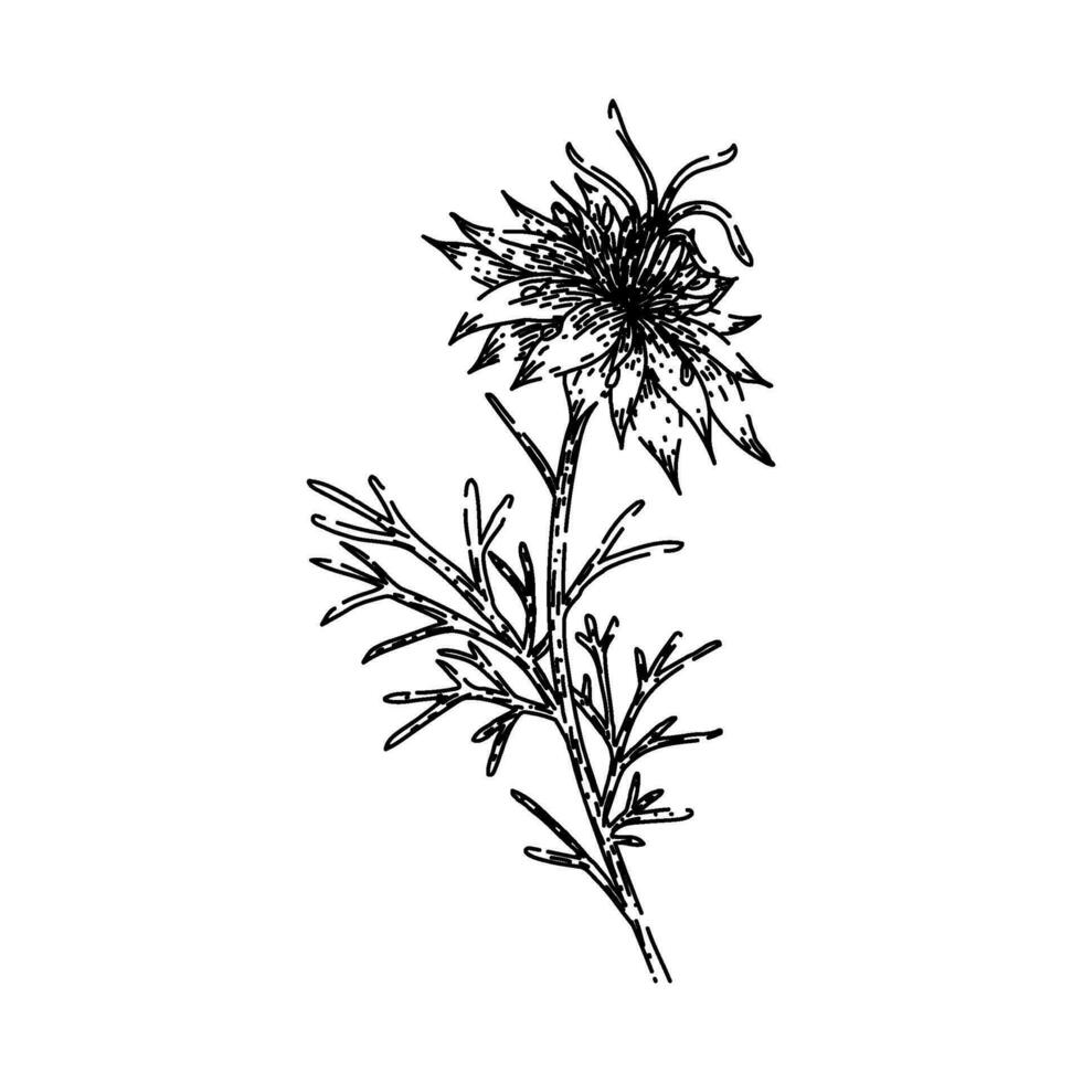 medicin nigella sativa skiss hand dragen vektor