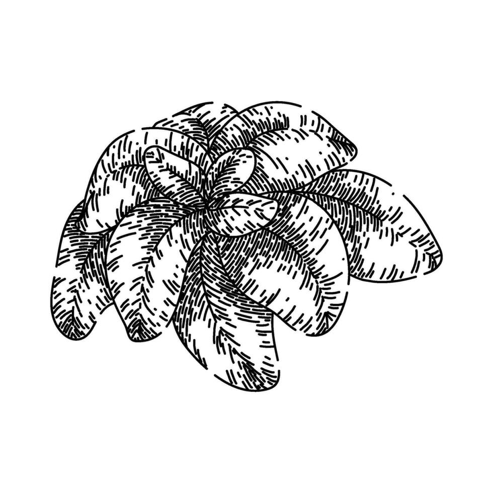 würzen Oregano skizzieren Hand gezeichnet Vektor
