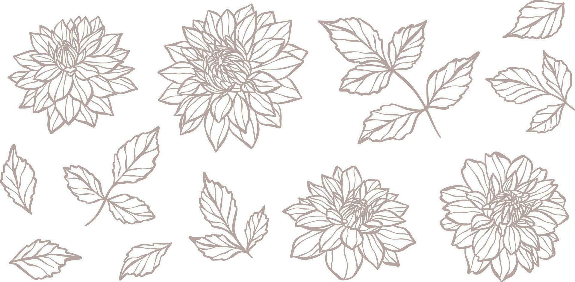hand dragen botanisk vektor dahlia illustration uppsättning med löv och blommor, blomning blomma huvud linje konst design.