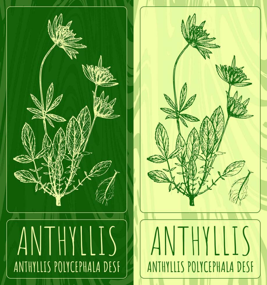 Vektor Zeichnungen Anthyllis. Hand gezeichnet Illustration. Latein Name Anthyllen Polyzephale desf.