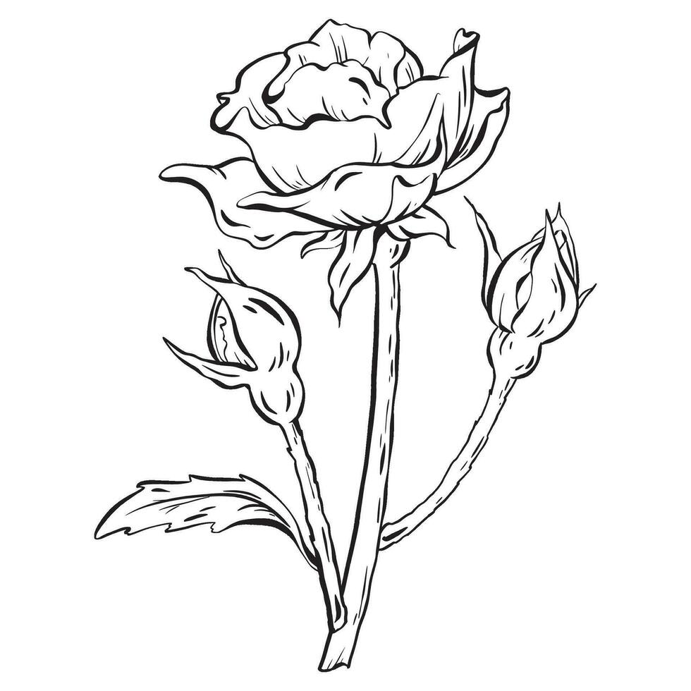 Tinte Vektor. vertiefen in das Anmut von ein groß, voluminös Rose geschmückt mit zart Knospen auf ein lange Stengel, ergänzt durch Blätter. diese sanft Rose ist perfekt zum Tätowierungen, Einladungen, und Karten vektor
