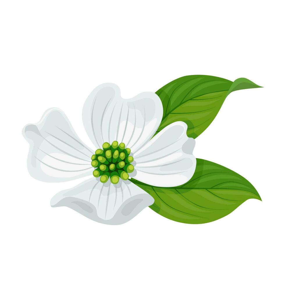 vektor illustration, cornus florida eller blommande dogwood, isolerat på vit bakgrund.