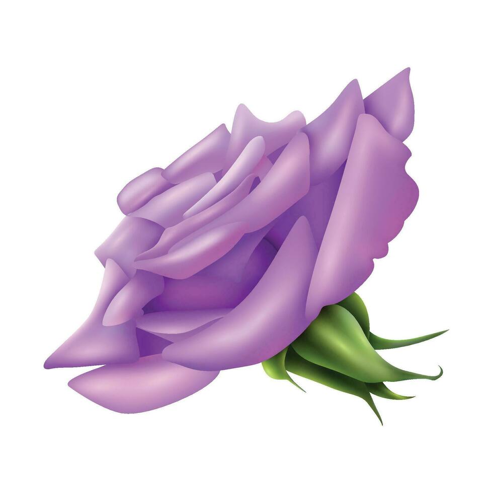Vektor groß lila Rose auf Weiß Hintergrund